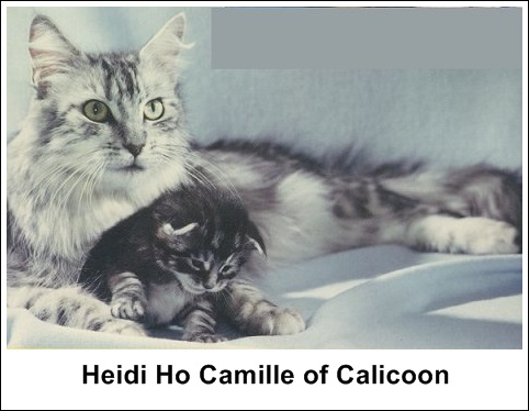 Heidi Ho Camille of Calicoon