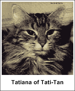 Tatiana of Tati-Tan MCO f 22 (skilpaddetabby) født 24. des 1965 i USA