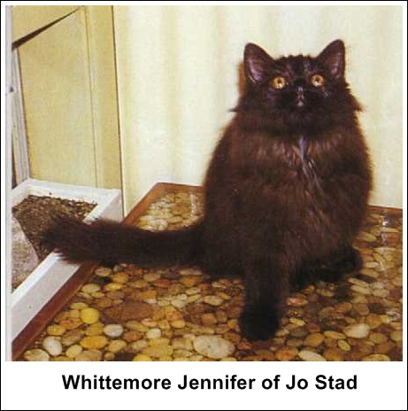 Whittemore Jennifer of Jo Stad, F, MCO n, 1968-03-02