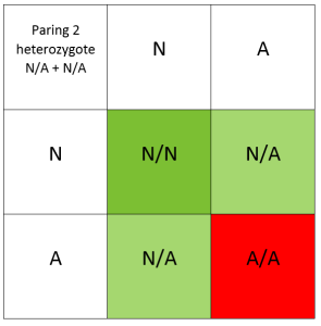DNA paring recessive hetero hetero