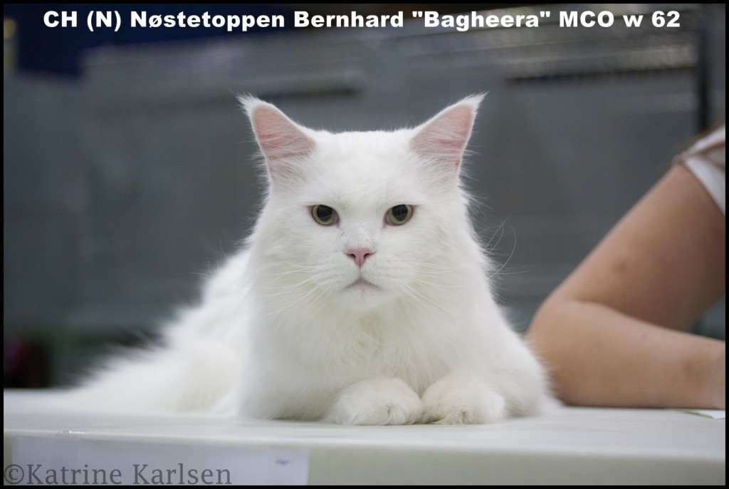 Eier: Vigdis Kidd, Fotograf: Katrine Bruerberg Karlsen