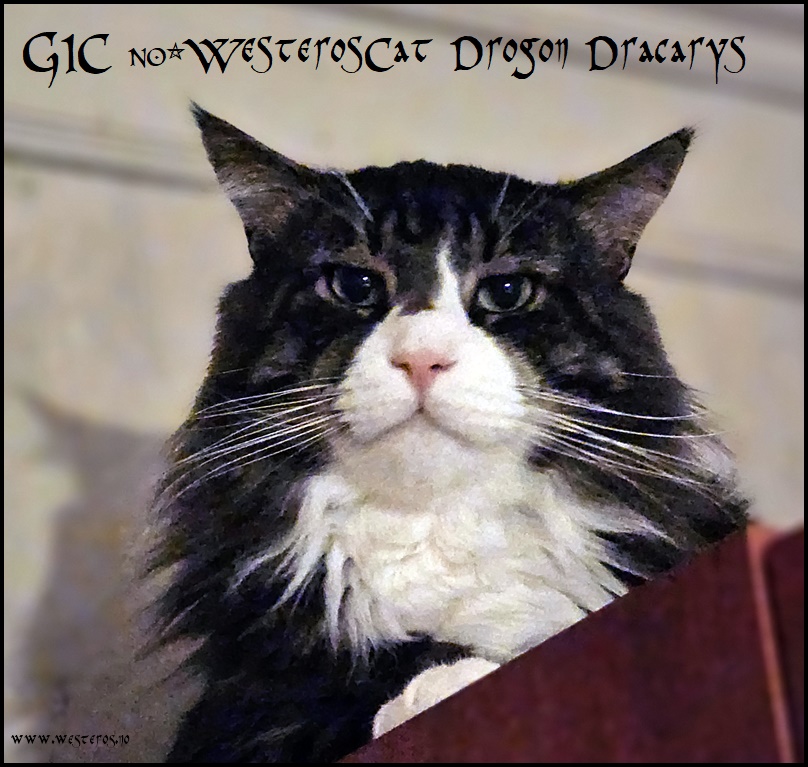 Innavl er ikke nødvendig for å få fram god type og oppnå titler.