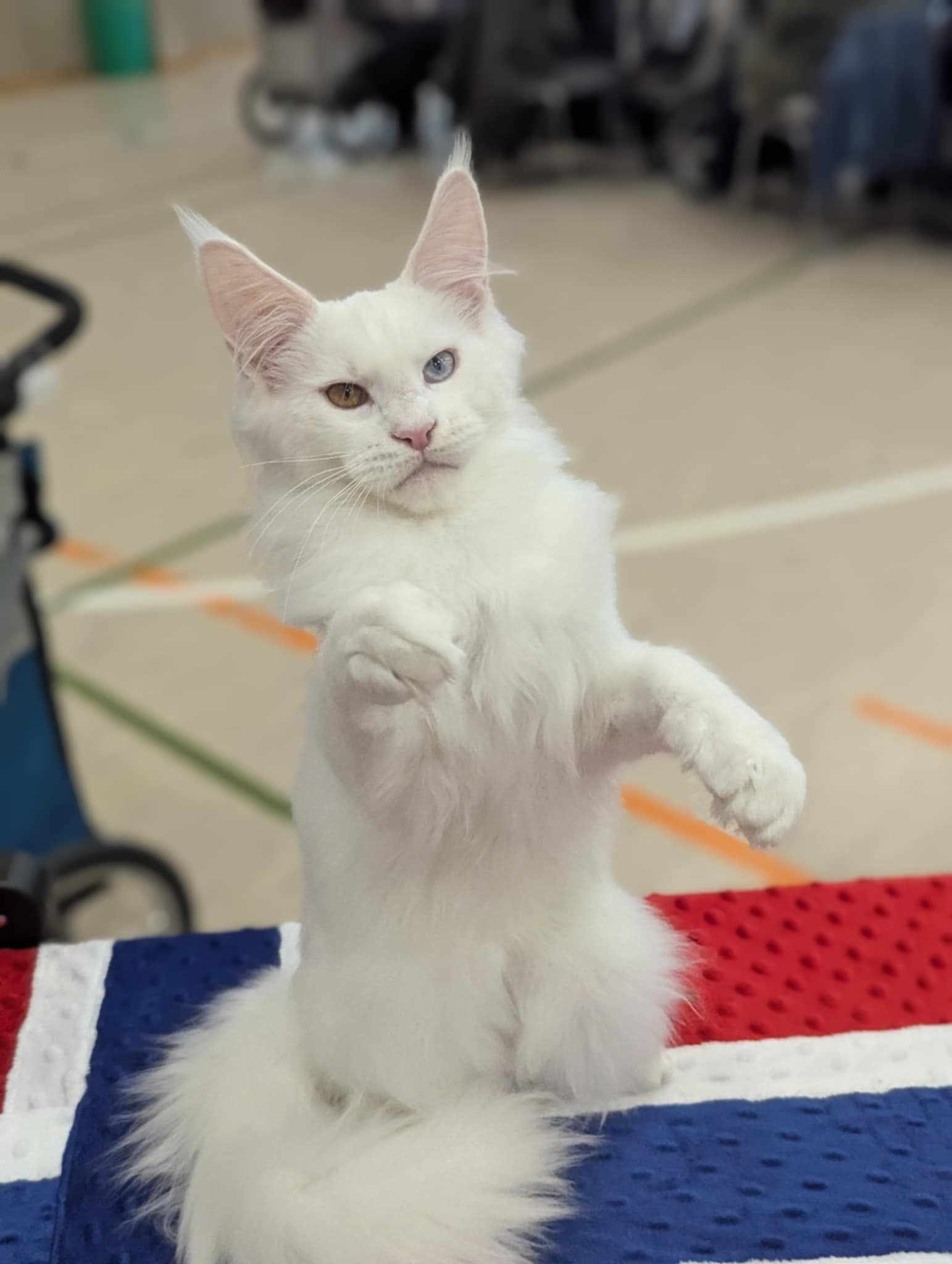 helhvite katter kan være oddeyed